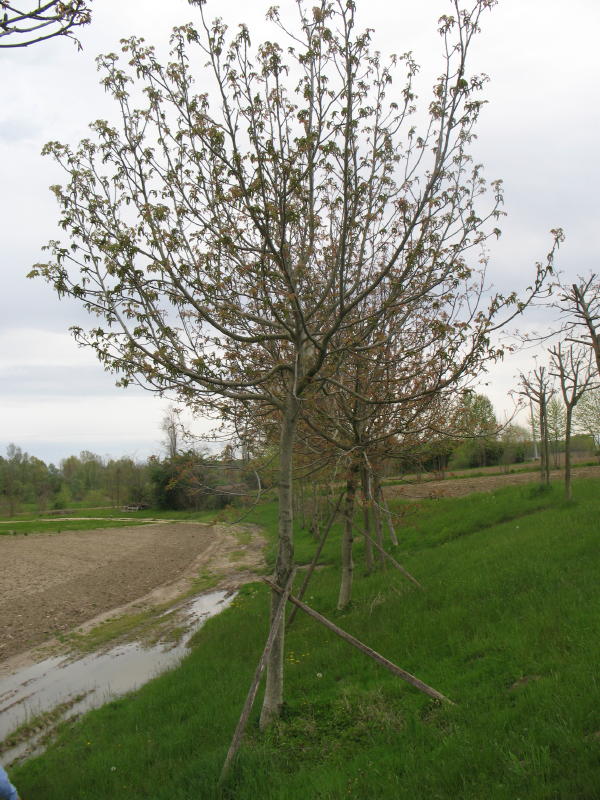 Juglans regia / Noce