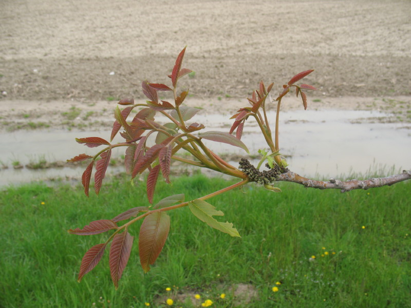 Juglans regia / Noce