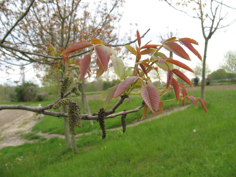 Juglans regia / Noce