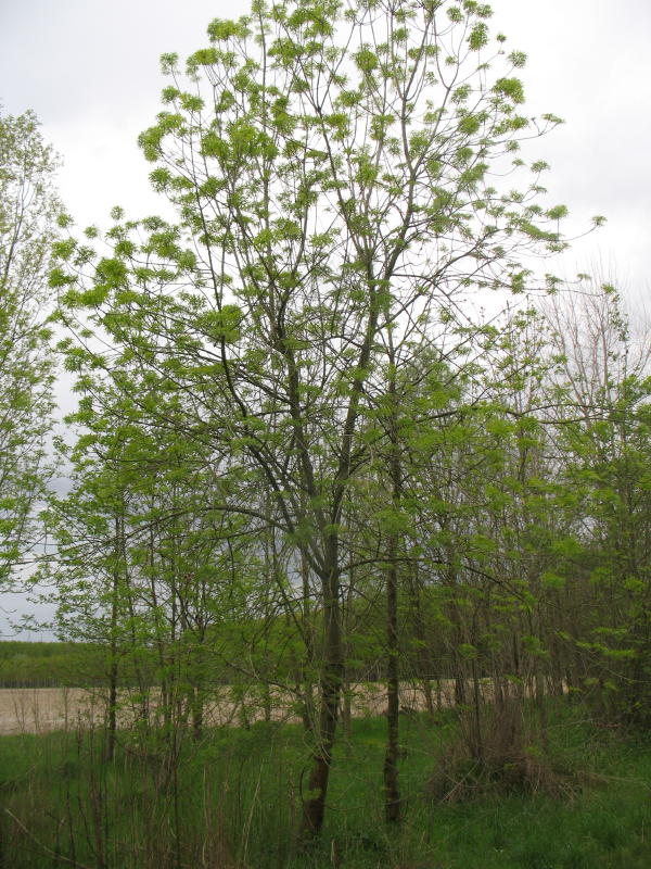 Fraxinus angustifolia -Frassino