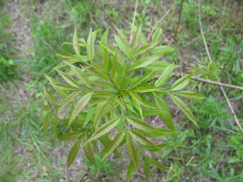 Fraxinus angustifolia -Frassino