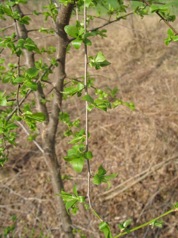 Arbusto - Prunus sp.