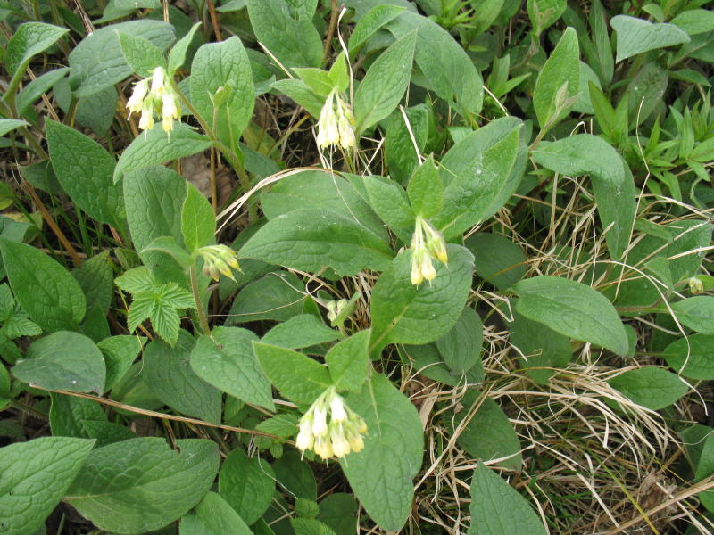 Symphytum bulbosum
