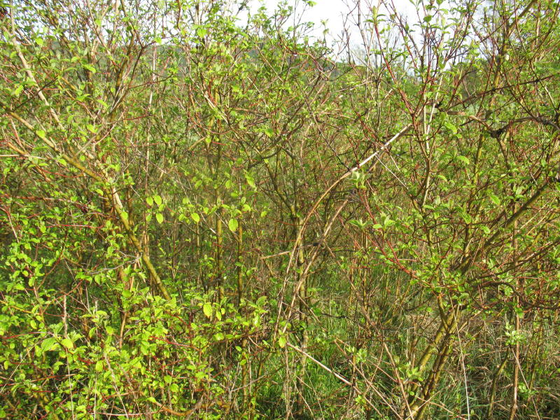 Cornus sanguinea / Corniolo sanguinello
