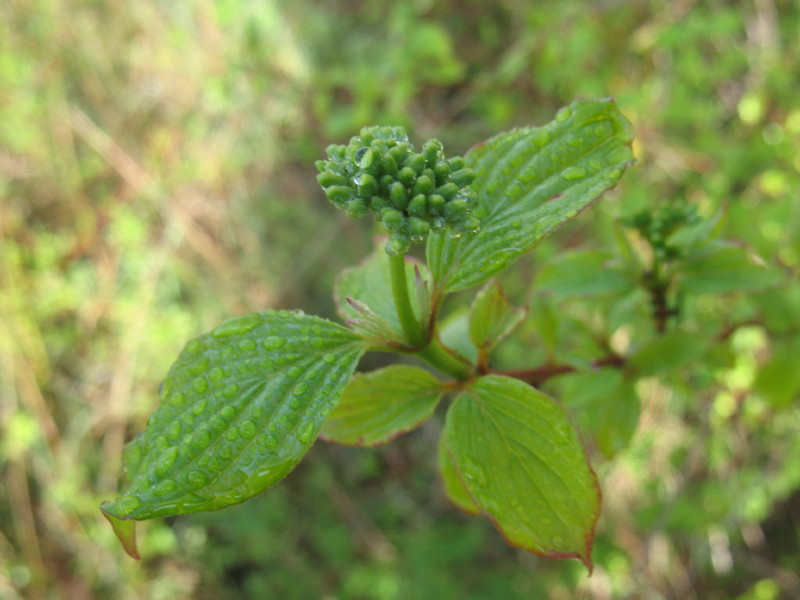 Cornus sanguinea / Corniolo sanguinello