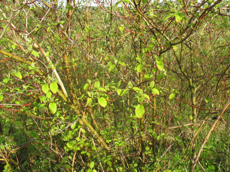 Cornus sanguinea / Corniolo sanguinello