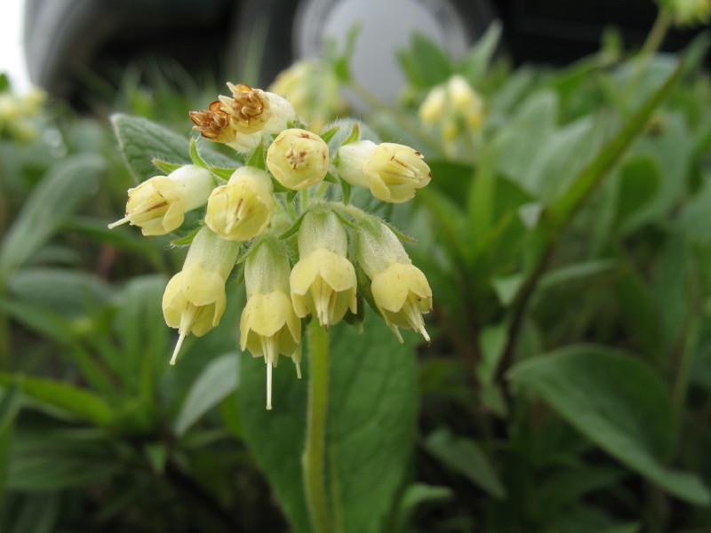 Symphytum bulbosum