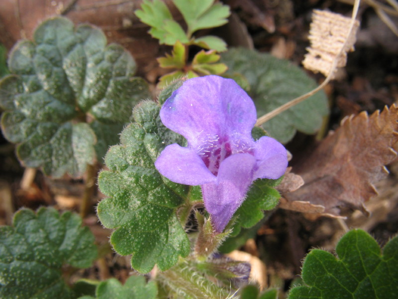 Glechoma hederacea / Ellera terrestre comune