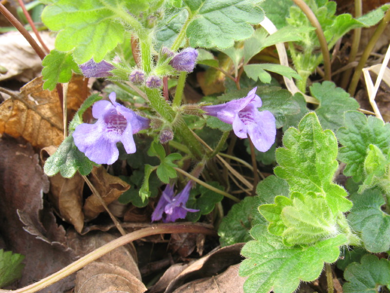 Glechoma hederacea / Ellera terrestre comune