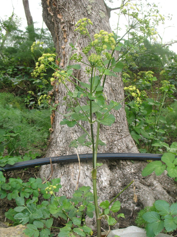 Smyrnium olusatrum