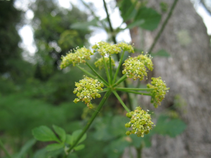 Smyrnium olusatrum