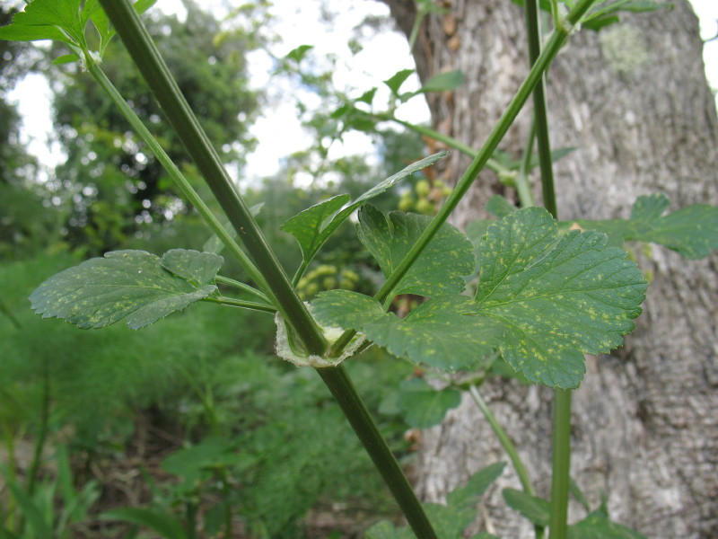 Smyrnium olusatrum