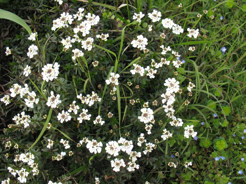Iberis sempervirens / Iberis sempreverde