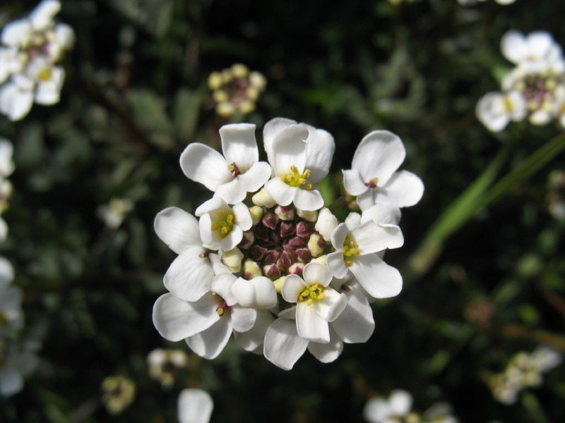Iberis sempervirens / Iberis sempreverde