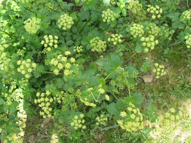 Smyrnium olusatrum