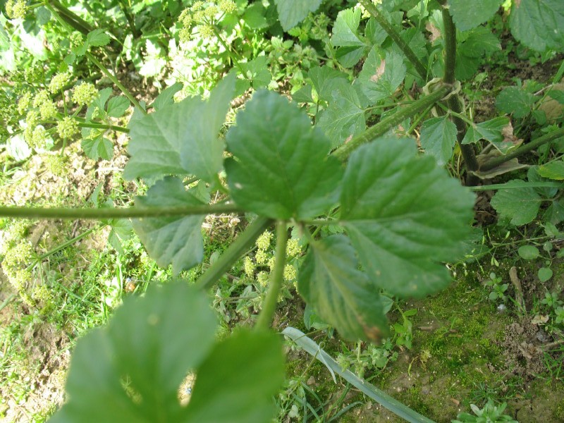 Smyrnium olusatrum