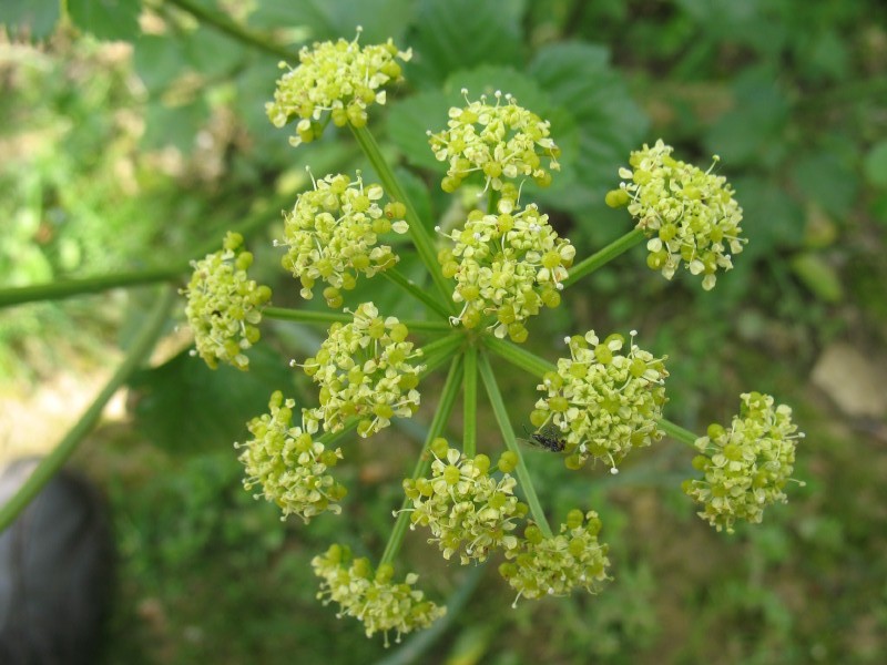 Smyrnium olusatrum