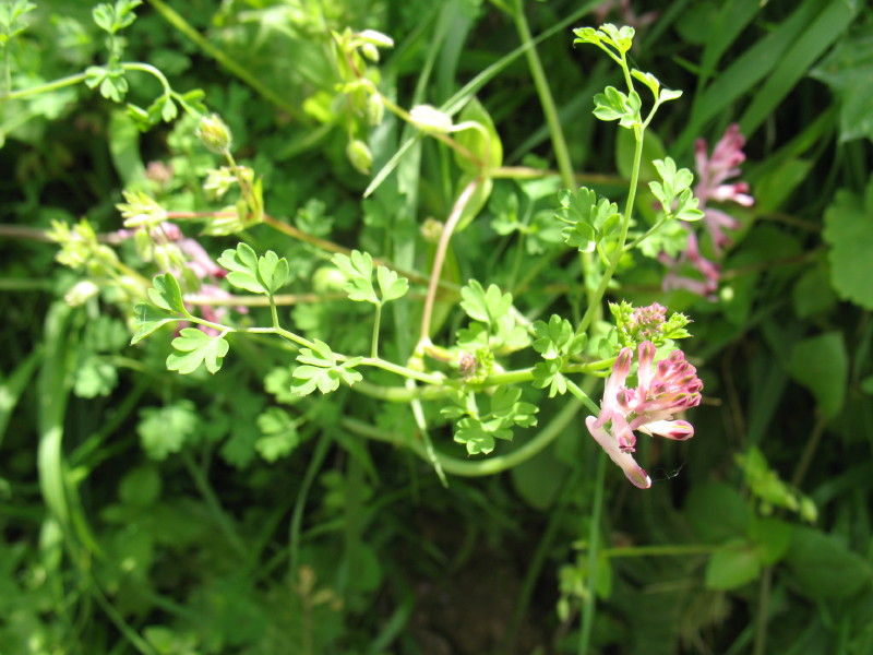 Geraniacea? No, Fumaria officinalis