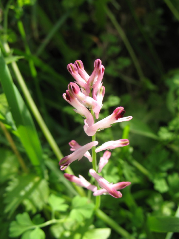 Geraniacea? No, Fumaria officinalis