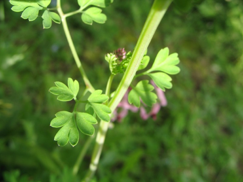 Geraniacea? No, Fumaria officinalis