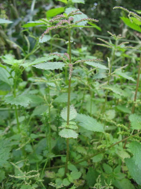 Pianta da campo - Urtica membranacea