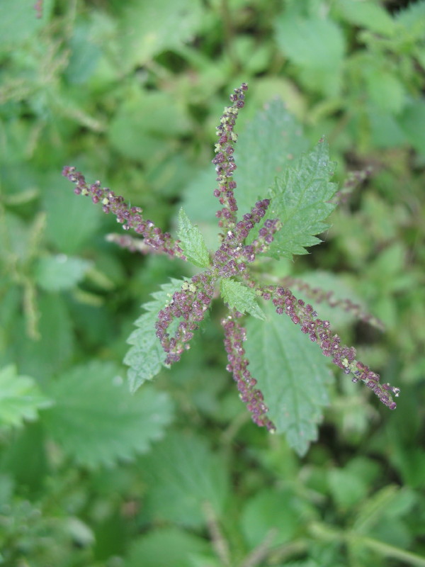 Pianta da campo - Urtica membranacea