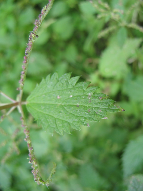 Pianta da campo - Urtica membranacea