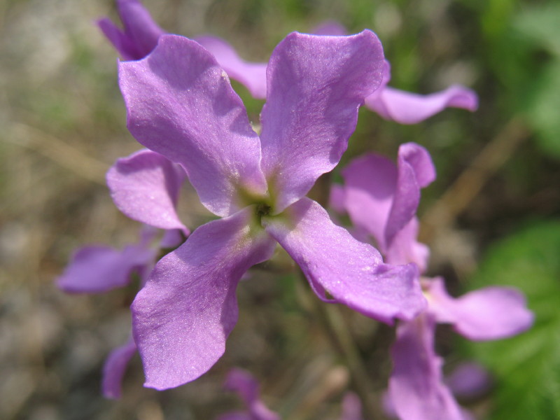 Matthiola fruticosa ssp. valesiaca