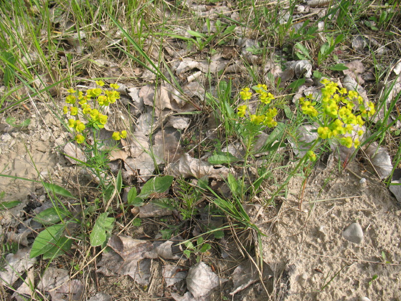 Euphorbia cyparissias