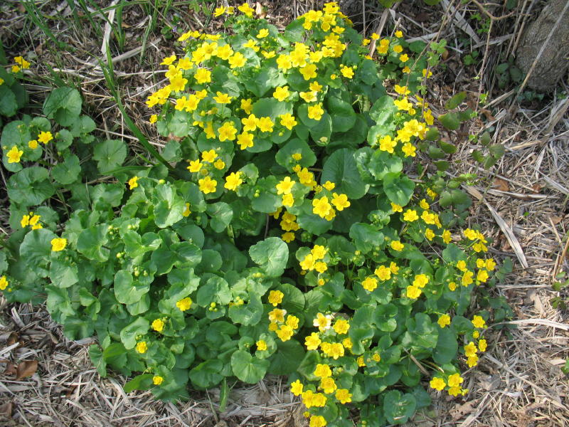 Caltha palustris / Calta