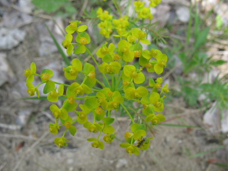 Euphorbia cyparissias