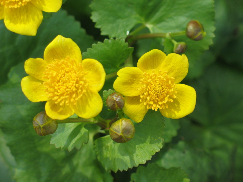 Caltha palustris / Calta