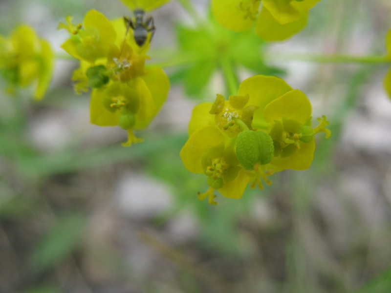 Euphorbia cyparissias