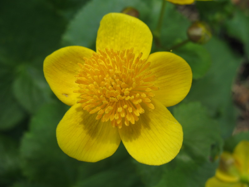 Caltha palustris / Calta
