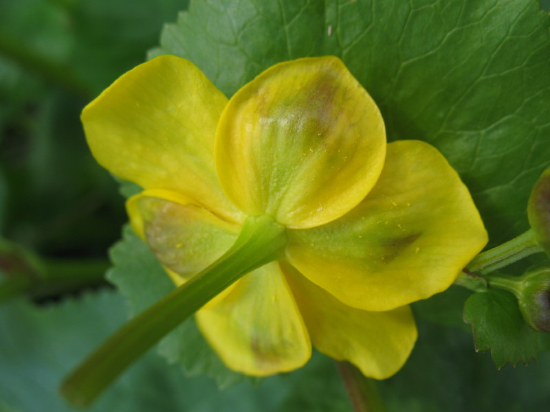 Caltha palustris / Calta