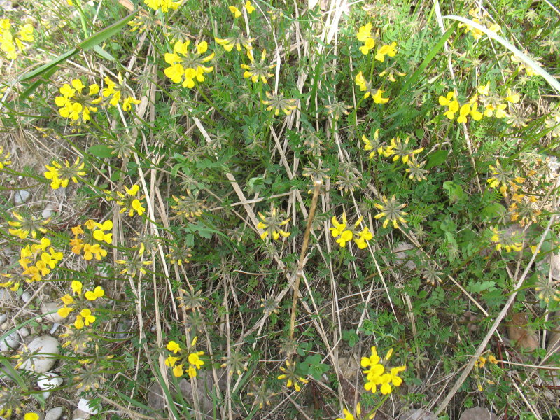 Hippocrepis comosa