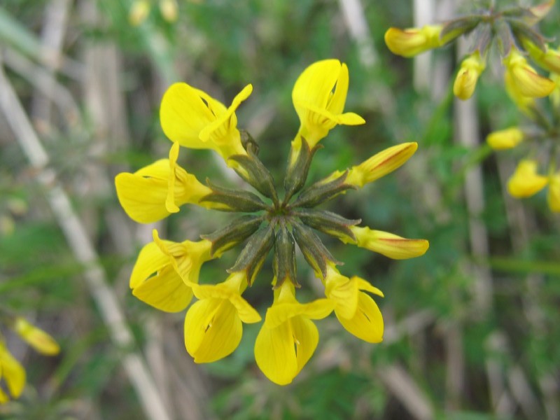 Hippocrepis comosa
