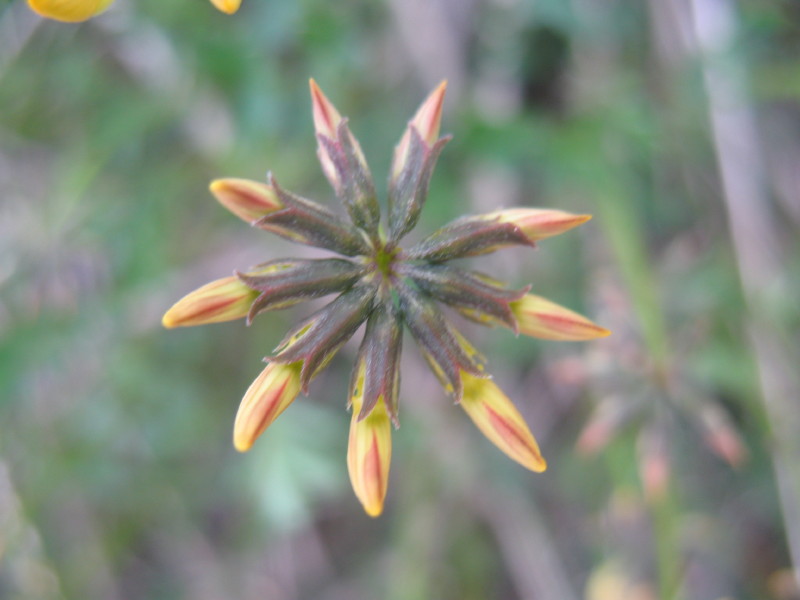 Hippocrepis comosa
