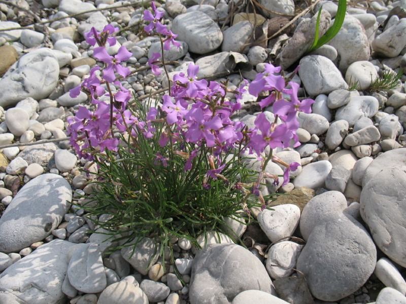 Matthiola fruticosa ssp. valesiaca