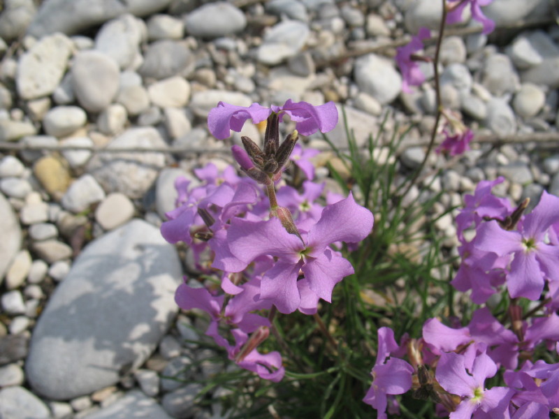 Matthiola fruticosa ssp. valesiaca