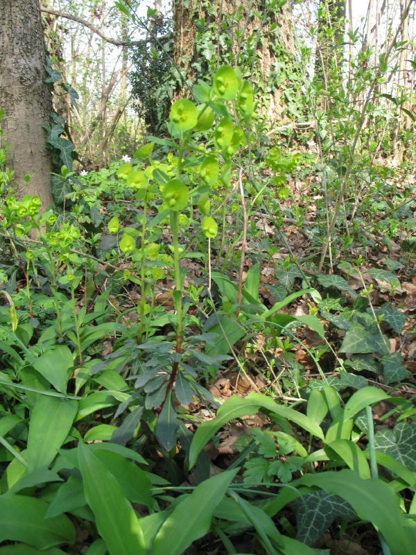 Euphorbia amygdaloides / Euforbia delle faggete