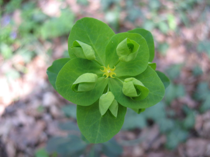 Euphorbia amygdaloides / Euforbia delle faggete