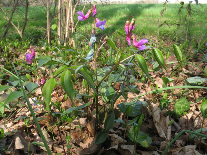 Lathyrus vernus / Cicerchia primaticcia