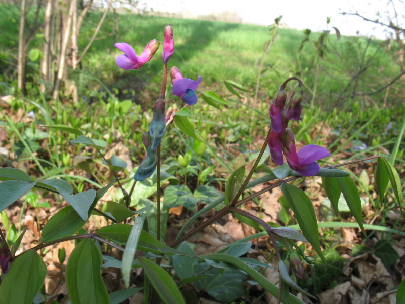 Lathyrus vernus / Cicerchia primaticcia