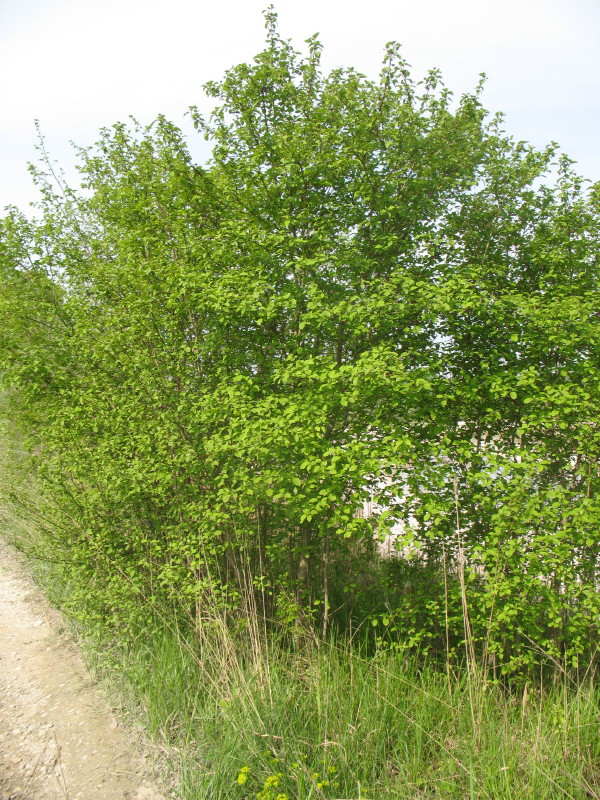 Cornus sanguinea / Corniolo sanguinello