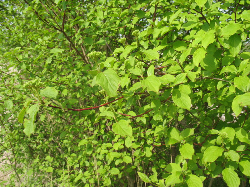 Cornus sanguinea / Corniolo sanguinello