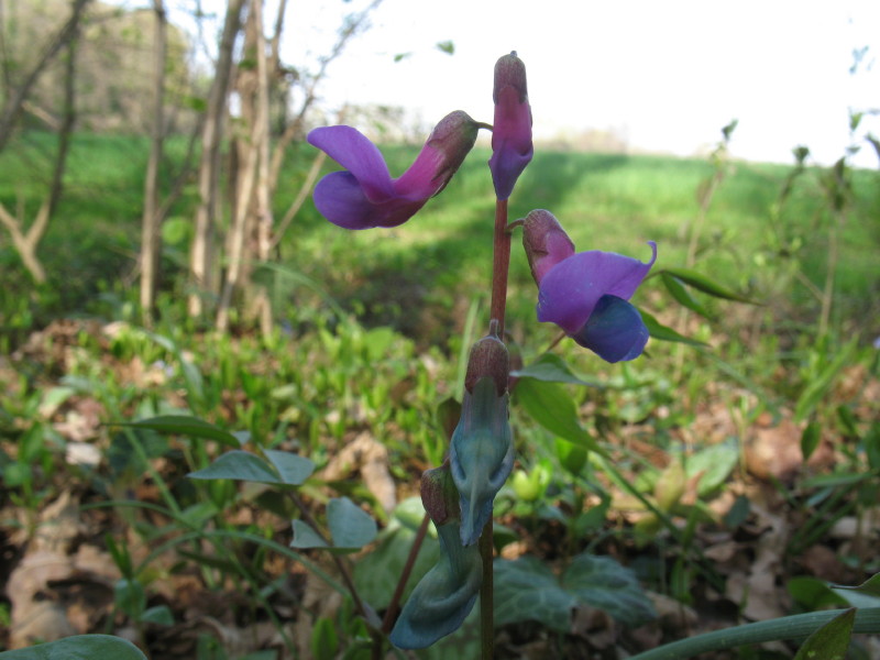Lathyrus vernus / Cicerchia primaticcia