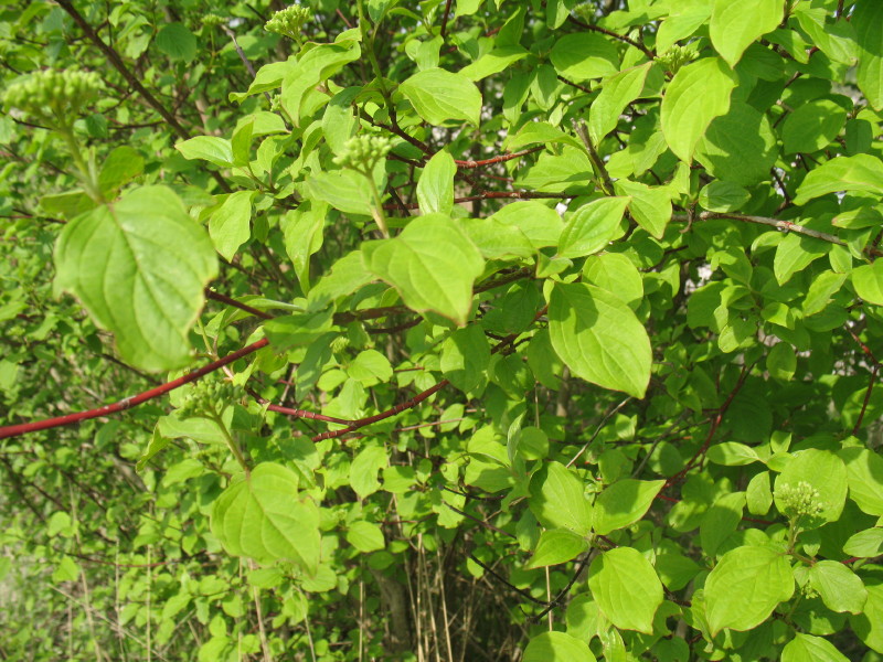 Cornus sanguinea / Corniolo sanguinello