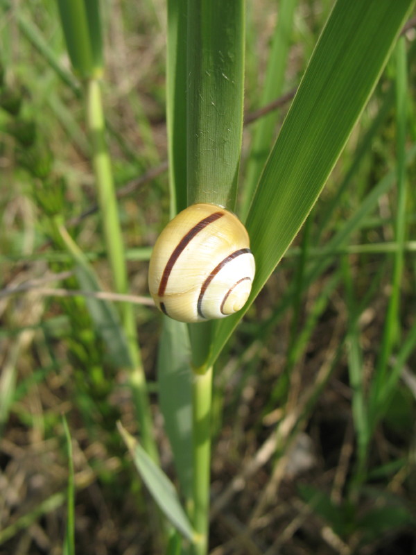 Cepaea vindobonensis ?