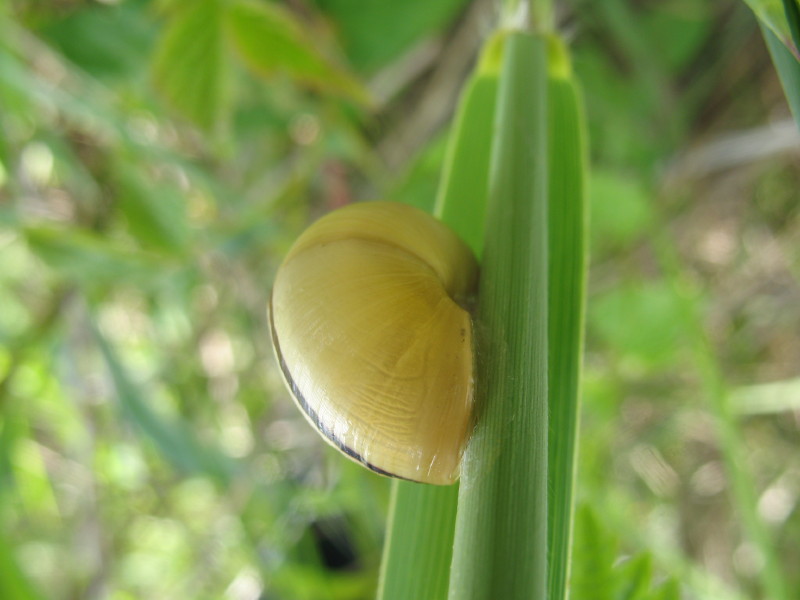 Cepaea vindobonensis ?